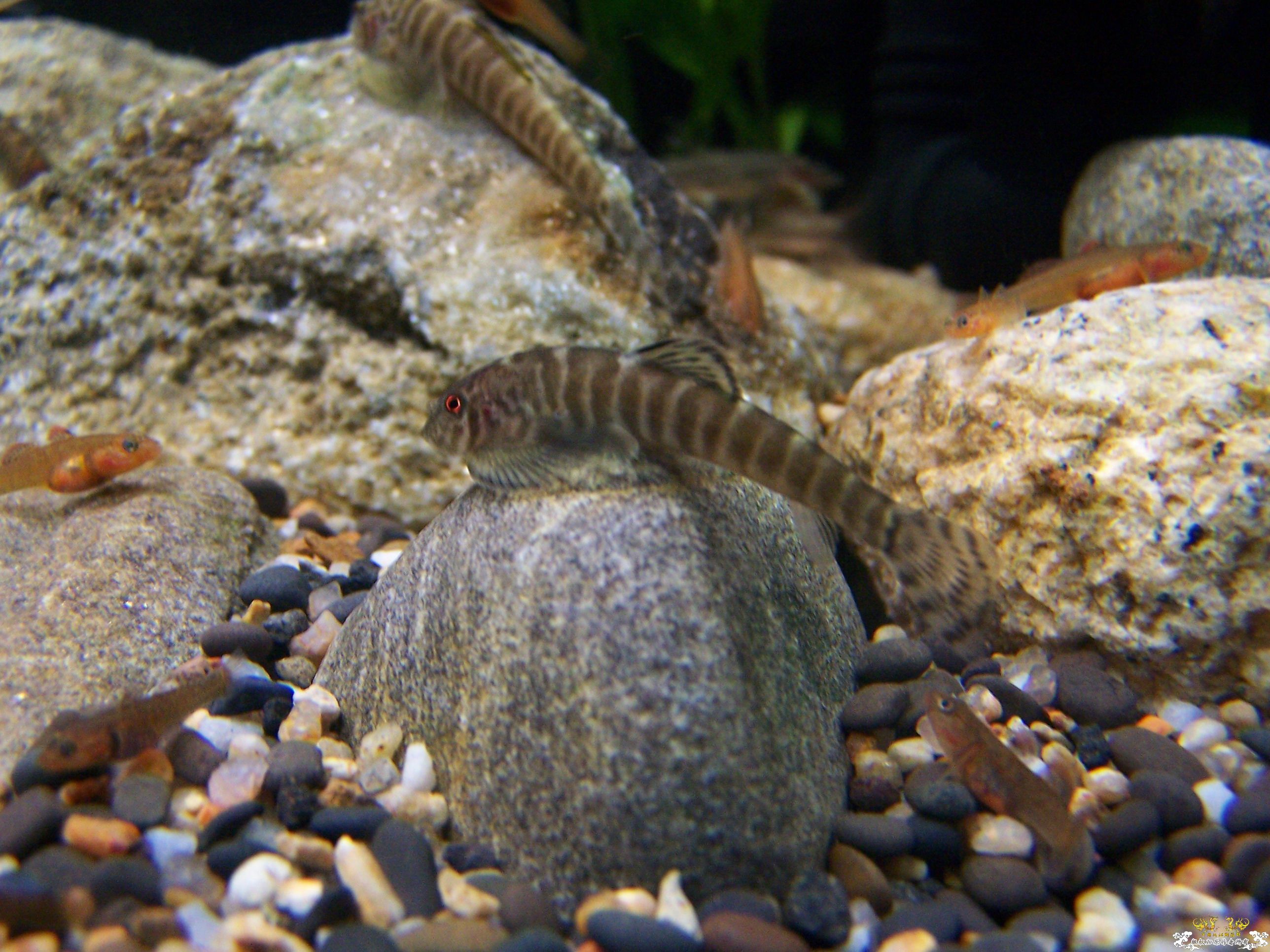 窗台旁一小缸,比较简陋,随拍几张共赏!