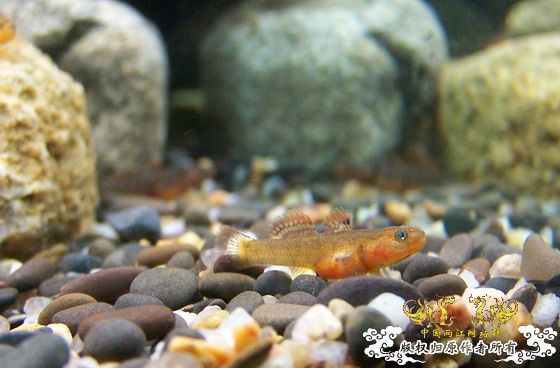 窗台旁一小缸,比较简陋,随拍几张共赏!