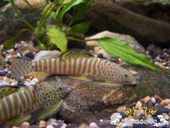 窗台旁一小缸,比较简陋,随拍几张共赏!