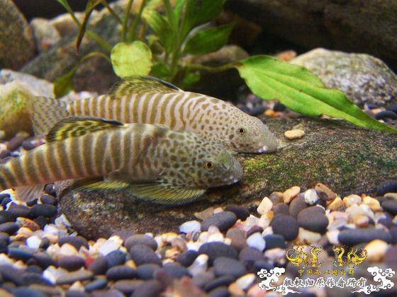 窗台旁一小缸,比较简陋,随拍几张共赏!