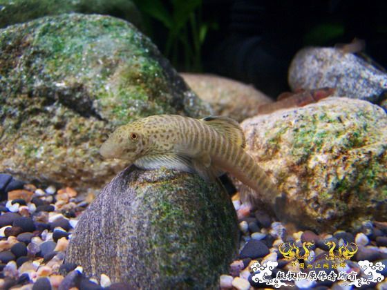 窗台旁一小缸,比较简陋,随拍几张共赏!