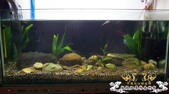 窗台旁一小缸,比较简陋,随拍几张共赏!