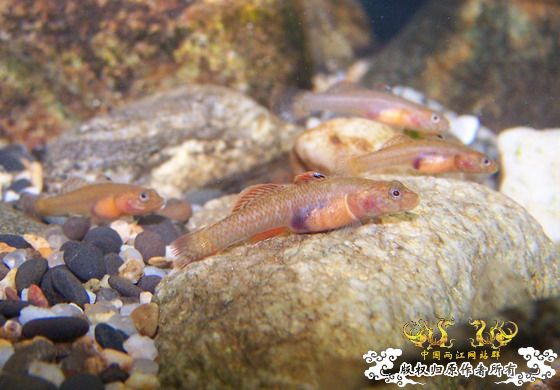 窗台旁一小缸,比较简陋,随拍几张共赏!