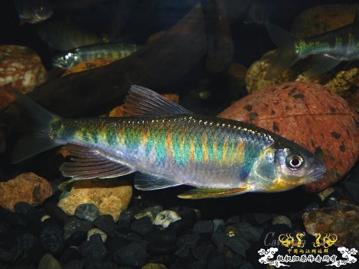 [分享] 我家寬鳍