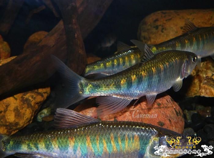 [分享] 我家寬鳍