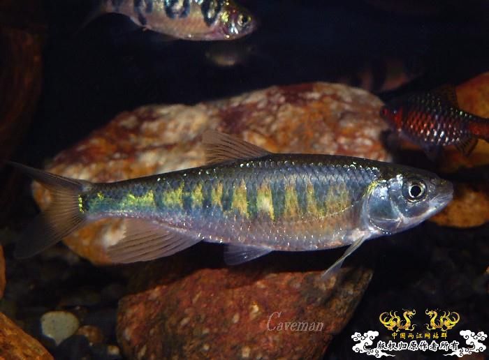 [分享] 我家寬鳍