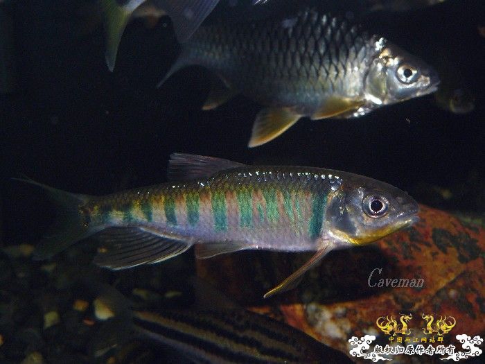 [分享] 我家寬鳍