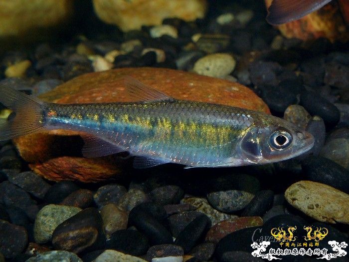 [分享] 我家寬鳍