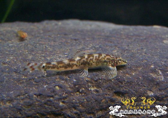 窗台旁一小缸,比较简陋,随拍几张共赏!