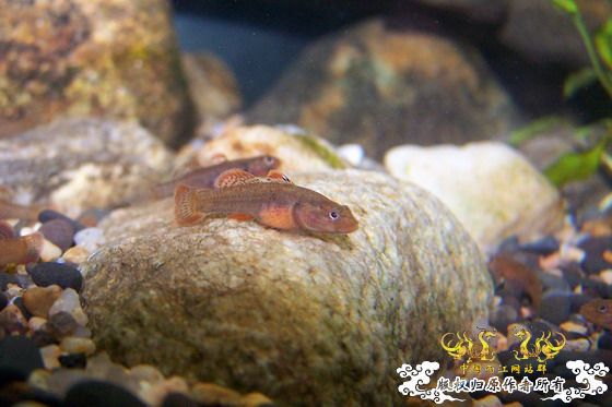 窗台旁一小缸,比较简陋,随拍几张共赏!