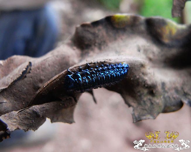 一味蛮干的丛林穿越之所见（多图！带宽测试帖）