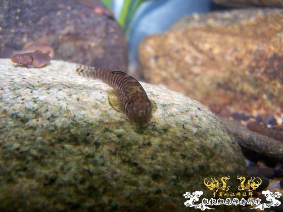 窗台旁一小缸,比较简陋,随拍几张共赏!