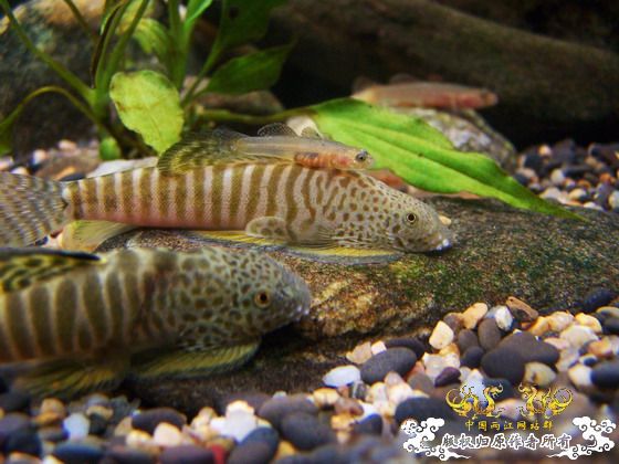 窗台旁一小缸,比较简陋,随拍几张共赏!