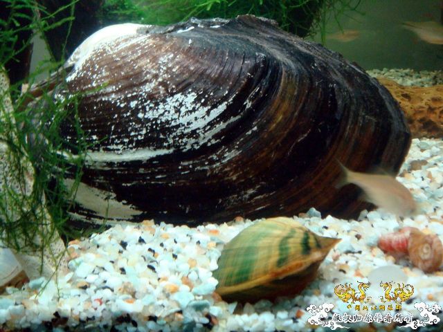 [原创]混沌之初