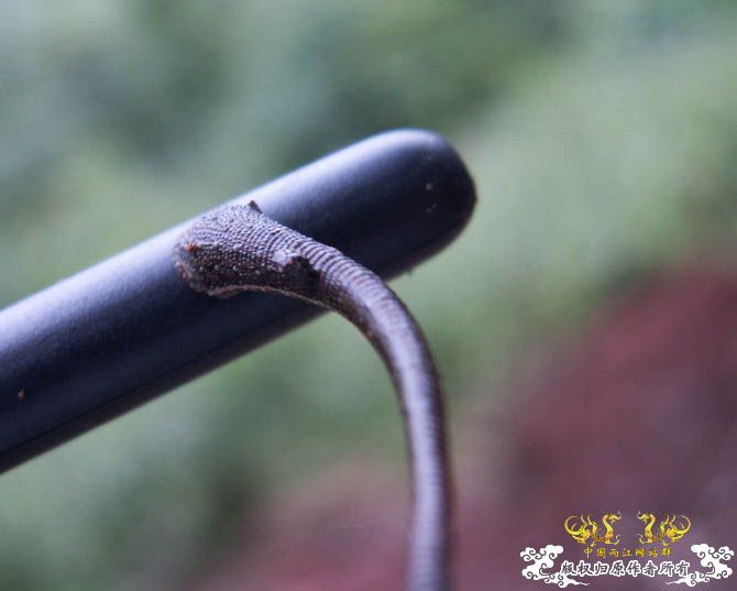 一味蛮干的丛林穿越之所见（多图！带宽测试帖）