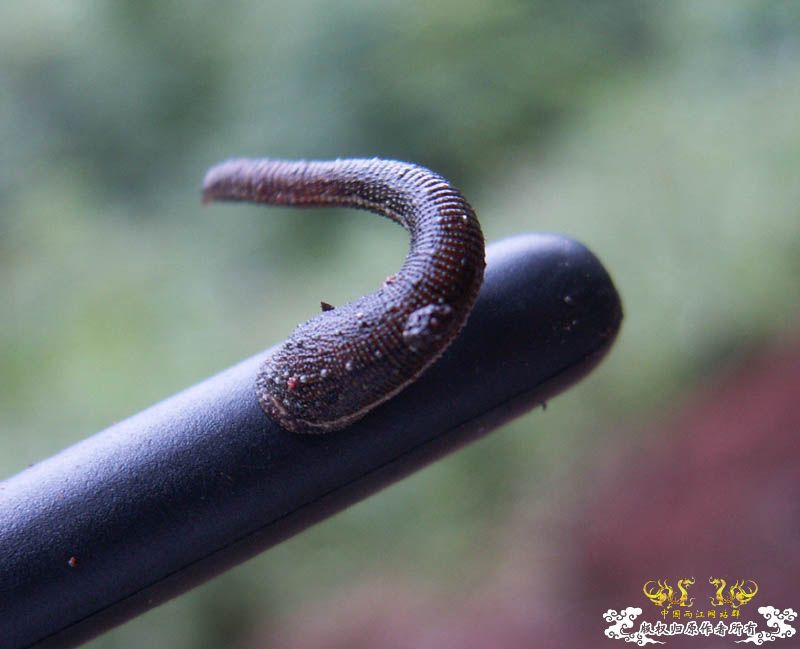 一味蛮干的丛林穿越之所见（多图！带宽测试帖）