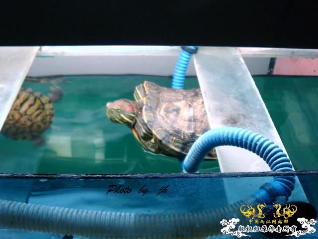 [原创]捕食与被捕食都不是本土原生