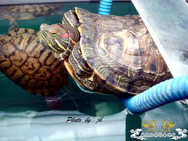 [原创]捕食与被捕食都不是本土原生