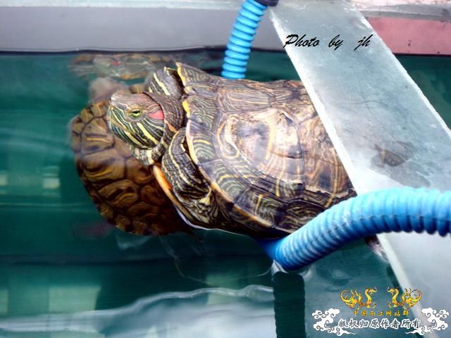 [原创]捕食与被捕食都不是本土原生