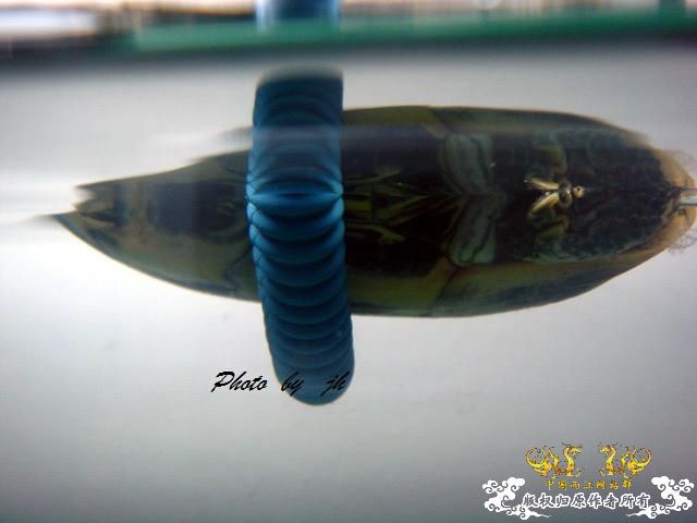 [原创]捕食与被捕食都不是本土原生