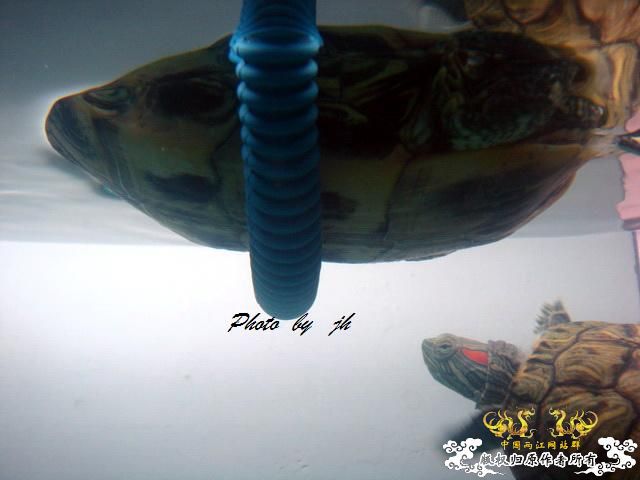 [原创]捕食与被捕食都不是本土原生