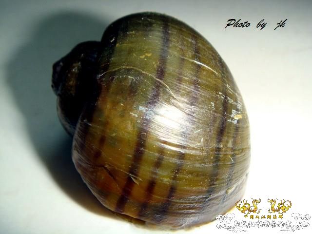 [求助]某螺求名