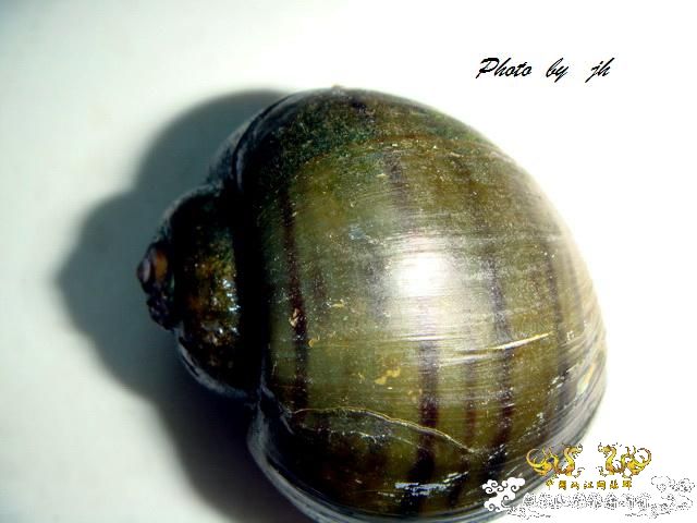 [求助]某螺求名