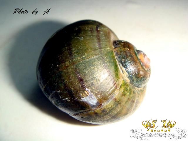 [求助]某螺求名