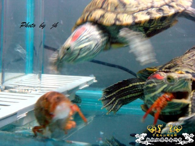 [原创]捕食与被捕食都不是本土原生