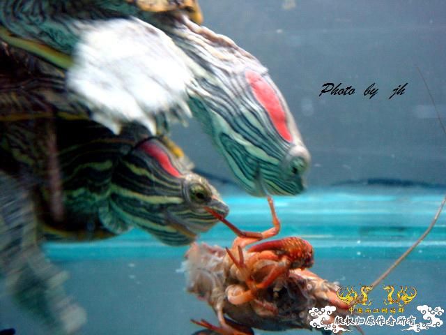 [原创]捕食与被捕食都不是本土原生