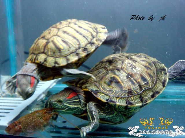 [原创]捕食与被捕食都不是本土原生