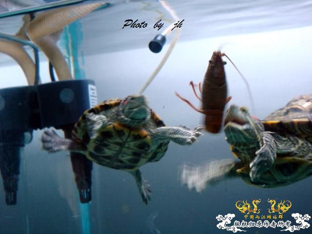 [原创]捕食与被捕食都不是本土原生