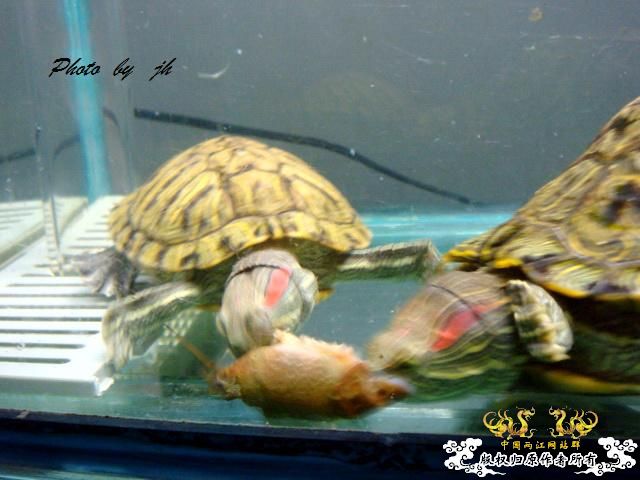 [原创]捕食与被捕食都不是本土原生