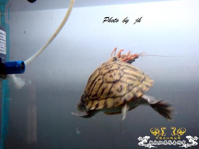 [原创]捕食与被捕食都不是本土原生