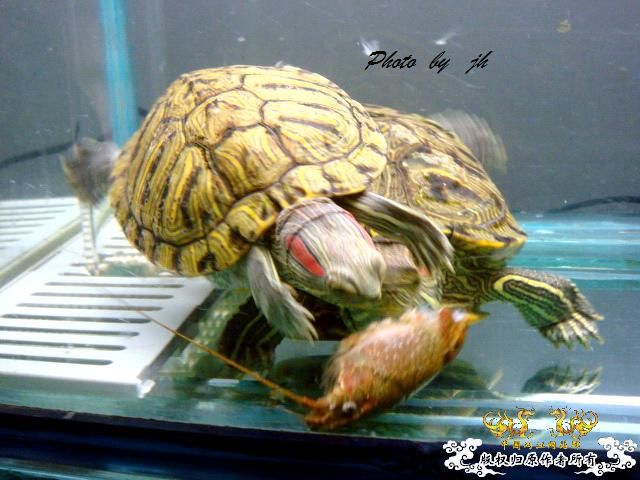 [原创]捕食与被捕食都不是本土原生