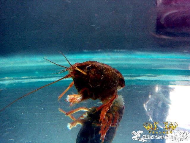 [原创]捕食与被捕食都不是本土原生