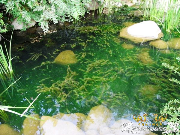 公园~野采~新成员...