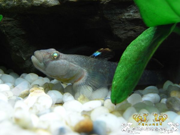 公园~野采~新成员...