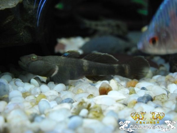 公园~野采~新成员...