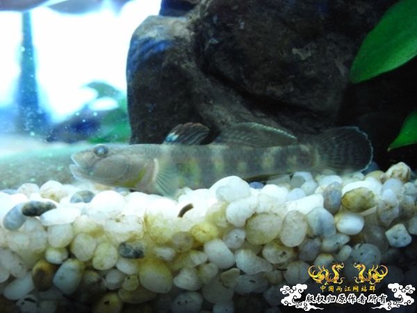 公园~野采~新成员...