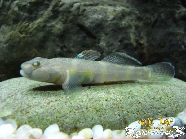 公园~野采~新成员...