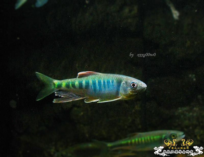 长鳍马口鱲