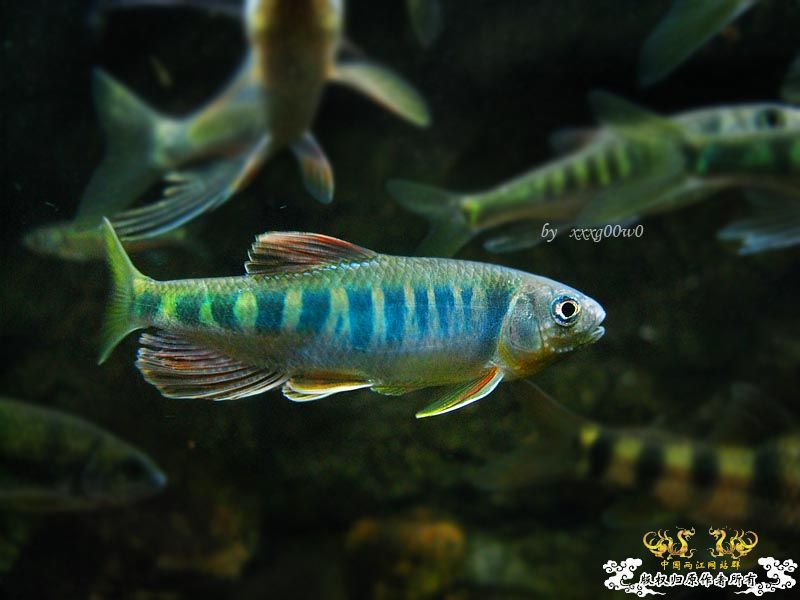 长鳍马口鱲