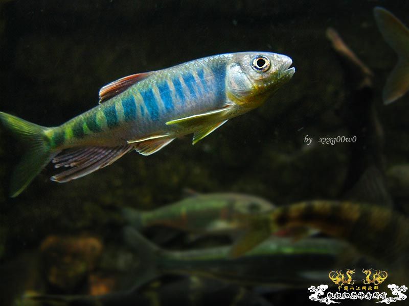 长鳍马口鱲