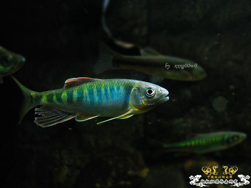 长鳍马口鱲