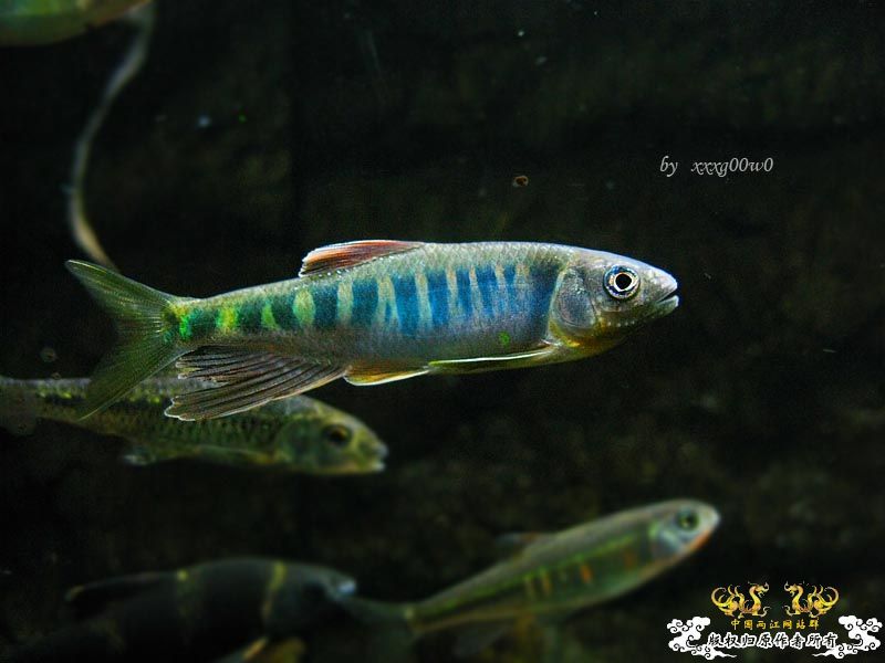 长鳍马口鱲