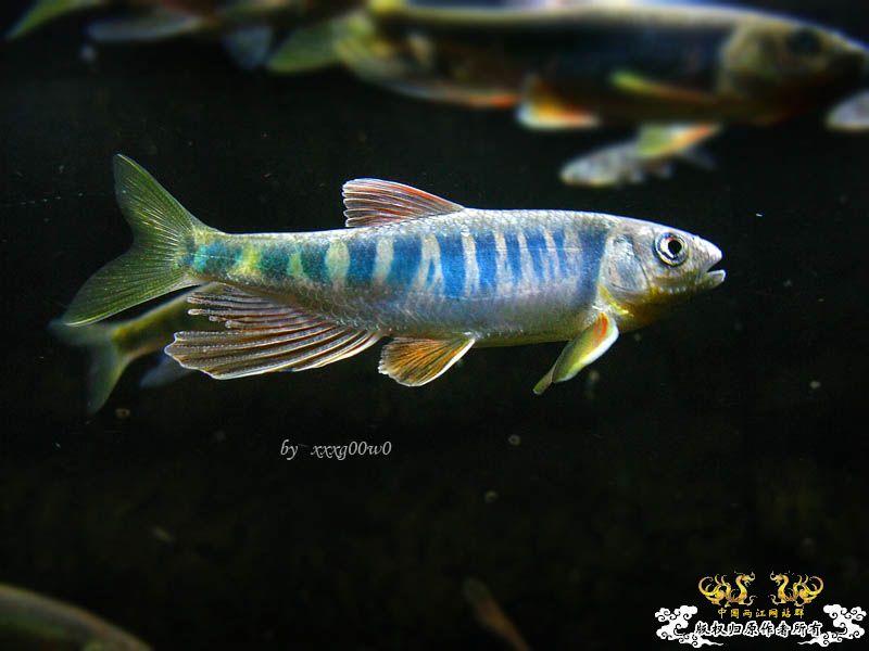 长鳍马口鱲