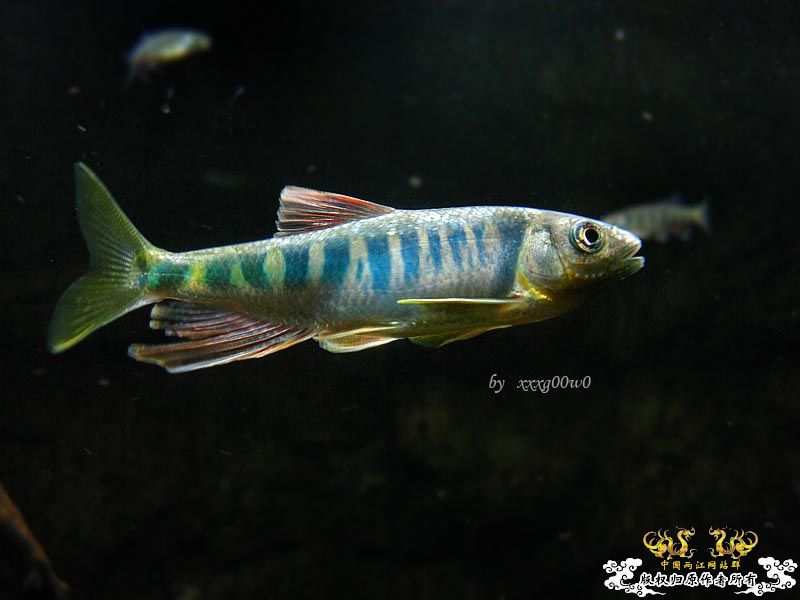 长鳍马口鱲