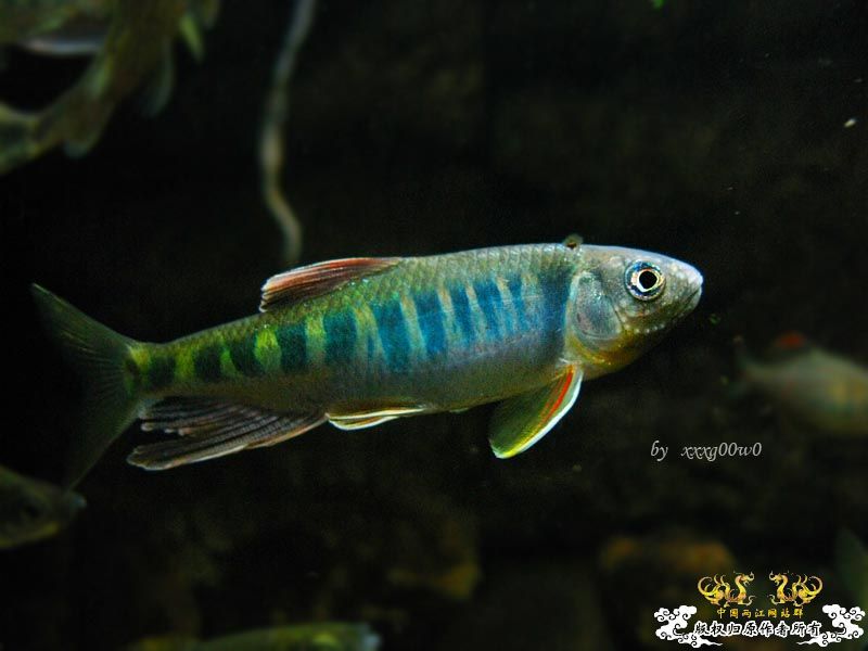 长鳍马口鱲