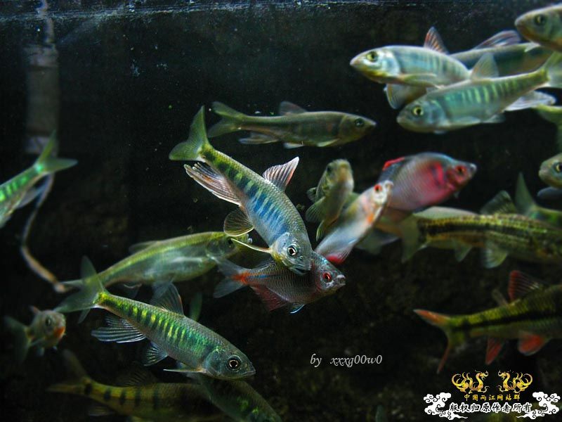长鳍马口鱲